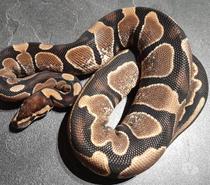 Python regius Calico het Genetic Stripe