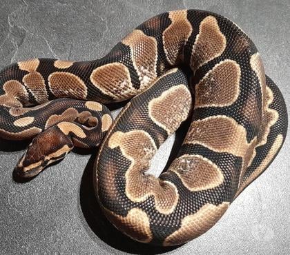 Vente animaux Le Pertuis Haute-Loire - Photos Vivastreet Python regius Calico het Genetic Stripe