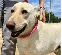 A l'adoption LINDA une chienne douce et adorable