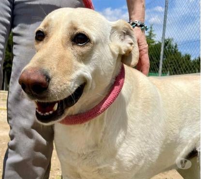 Adoption animaux Perigueux Dordogne - Photos Vivastreet A l'adoption LINDA une chienne douce et adorable