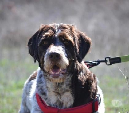 Adoption animaux Perigueux Dordogne - Photos Vivastreet RASTAS, croisé Drahthaar très affectueux