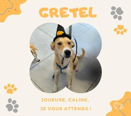 Adoption animaux Perigueux Dordogne - Photos Vivastreet GRETEL, jeune chienne adorable