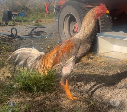 Vente Montpon Menesterol Dordogne - Photos Vivastreet Coq brésilien américain