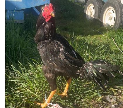 Vente animaux Montpon Menesterol Dordogne - Photos Vivastreet Coq viet américain