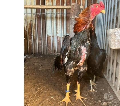 Vente animaux Chelles Seine-et-Marne - Photos Vivastreet COQ SHAMO 77500