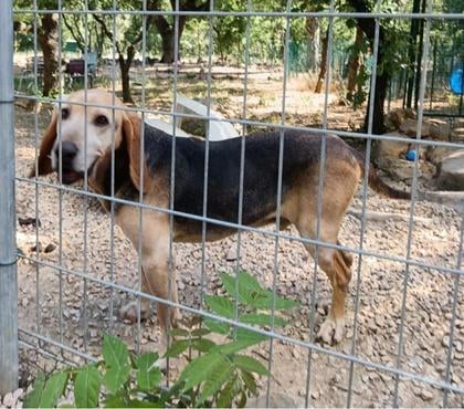 Adoption animaux Montpellier Montpellier - Photos Vivastreet SOS TOMMY 5 ans de refuge!