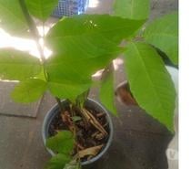 Pied de figues 5 l