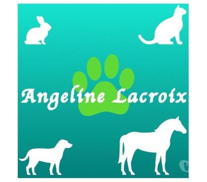 Services, accessoires animaux Brive la Gaillarde Corrèze - Photos Vivastreet Vente de produits naturels pour les animaux