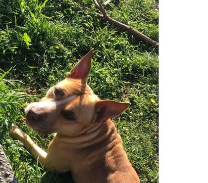 Don animaux Menton Alpes-Maritimes - Photos Vivastreet Chien à donner contre bon soin