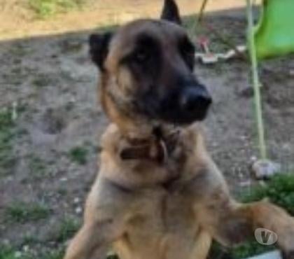 Don Sauzet Drôme - Photos Vivastreet NOX à l'adoption né en 2023 Malinois