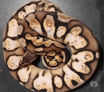 Vente animaux Le Pertuis Haute-Loire - Photos Vivastreet Python regius calico super pastel