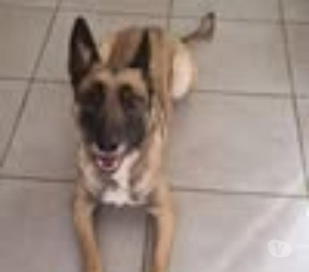Don animaux Drôme Valence - 26000 - Photos Vivastreet Chien BLUE à l adoption