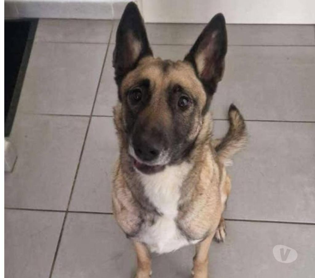 Don animaux Drôme Valence - 26000 - Photos Vivastreet Chien BLUE à l adoption