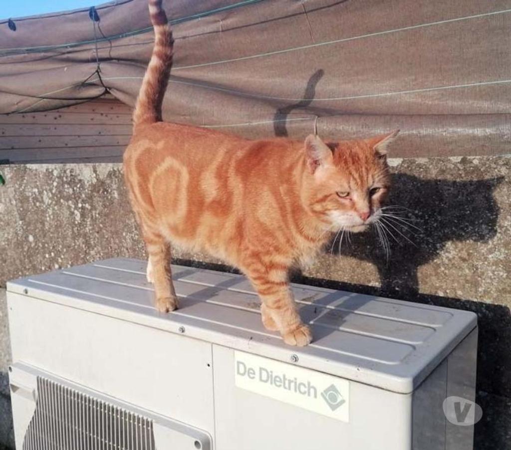 Vente Loire-Atlantique Coueron - 44220 - Photos Vivastreet TZUKI, magnifique chat roux à adopter