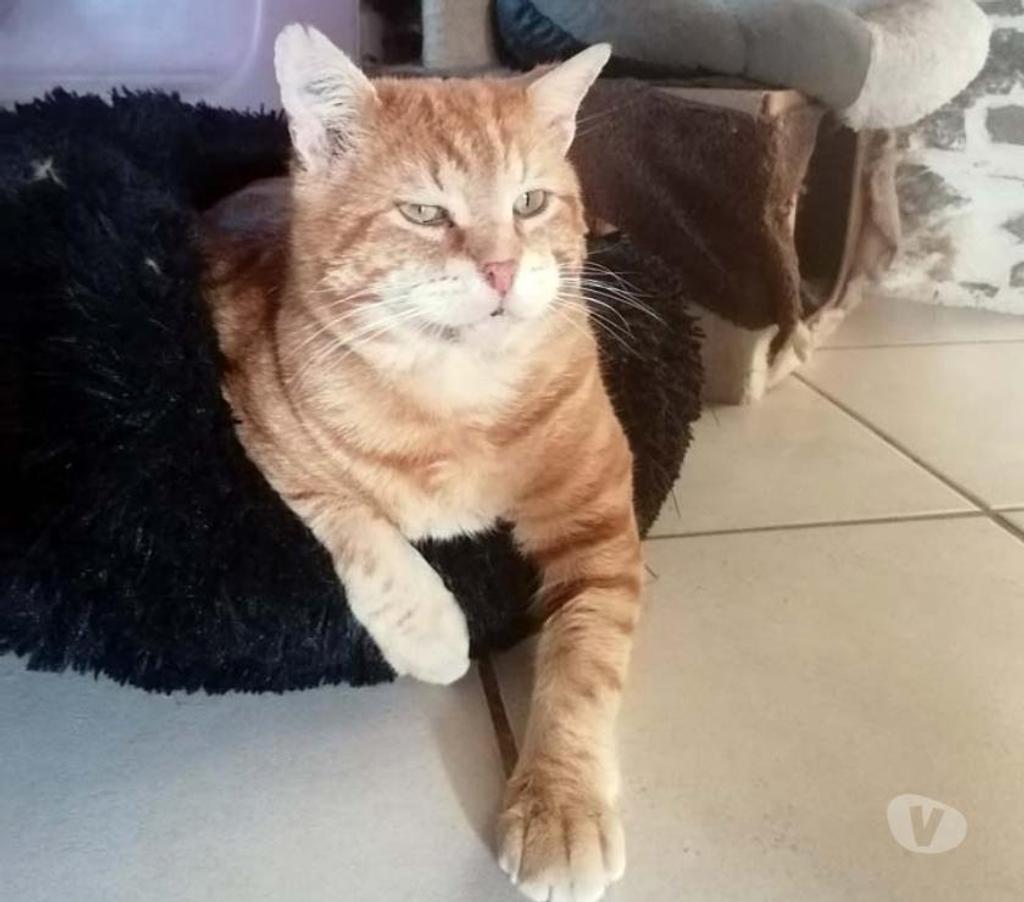 Vente Loire-Atlantique Coueron - 44220 - Photos Vivastreet TZUKI, magnifique chat roux à adopter