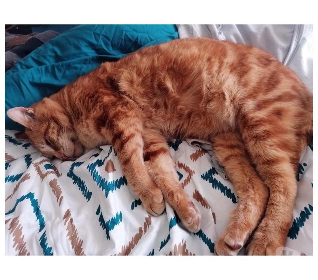 Vente Loire-Atlantique Coueron - 44220 - Photos Vivastreet TZUKI, magnifique chat roux à adopter