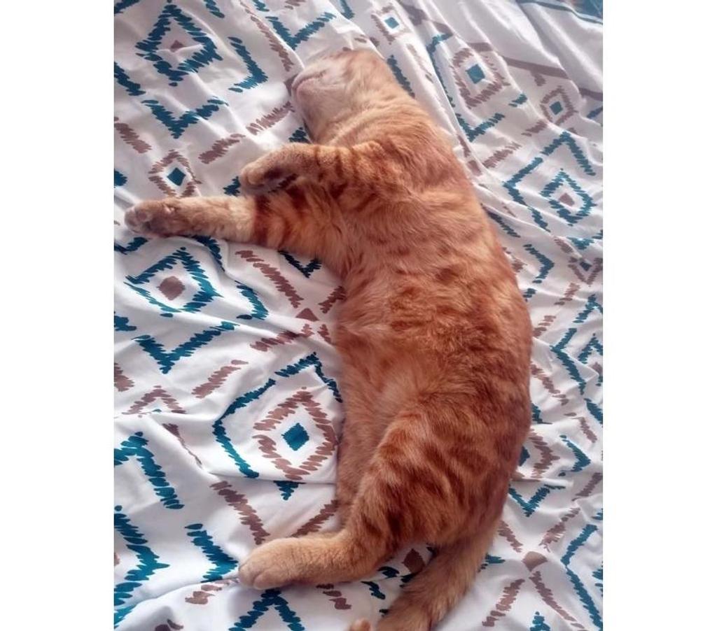 Vente Loire-Atlantique Coueron - 44220 - Photos Vivastreet TZUKI, magnifique chat roux à adopter