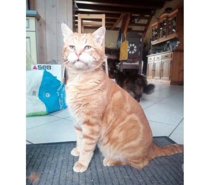 Vente animaux Coueron Loire-Atlantique - Photos Vivastreet TZUKI, magnifique chat roux à adopter