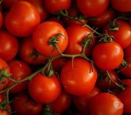 Bricolage - Jardin - Outillage Asnieres sur Nouere Charente - Photos Vivastreet Barquette de 10 plants de tomate : 4 euros jardin du lavoir