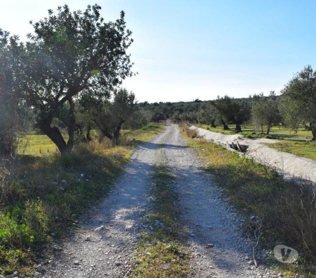 Terrain à vendre Espagne - Photos Vivastreet terrain d'oliviers de 17.597 m2 avec maisonette de 24 m2