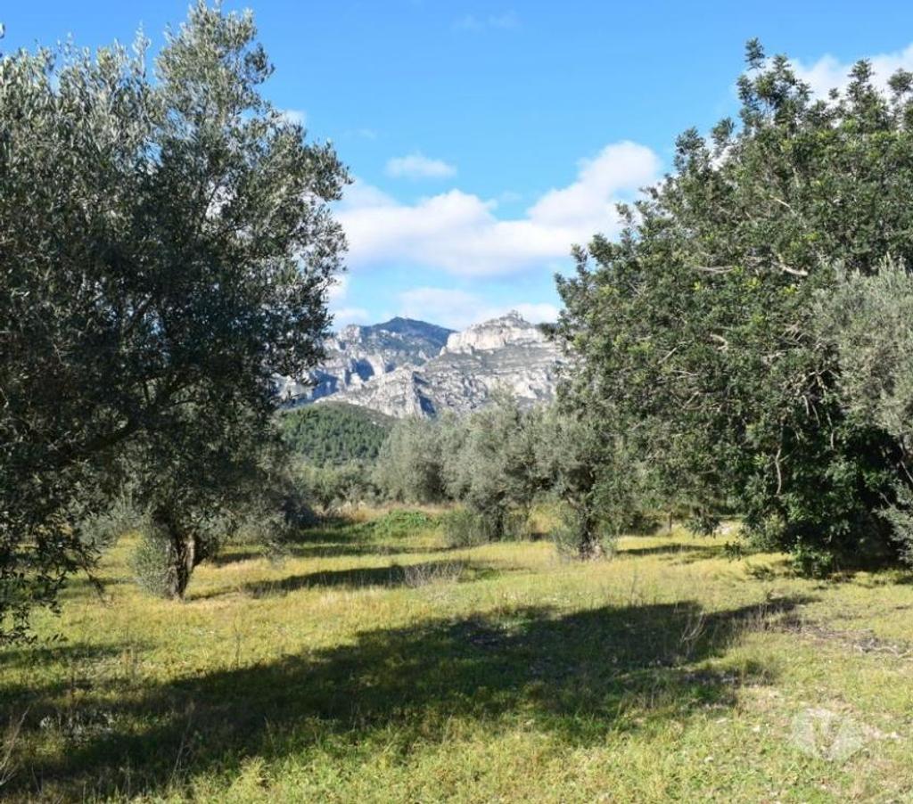 Terrain à vendre Espagne - Photos Vivastreet terrain d'oliviers de 17.597 m2 avec maisonette de 24 m2