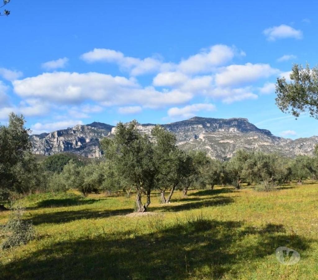 Terrain à vendre Espagne - Photos Vivastreet terrain d'oliviers de 17.597 m2 avec maisonette de 24 m2