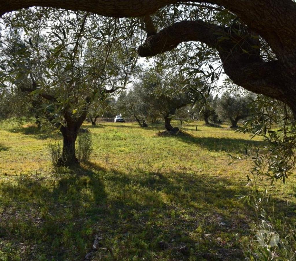 Terrain à vendre Espagne - Photos Vivastreet terrain d'oliviers de 17.597 m2 avec maisonette de 24 m2