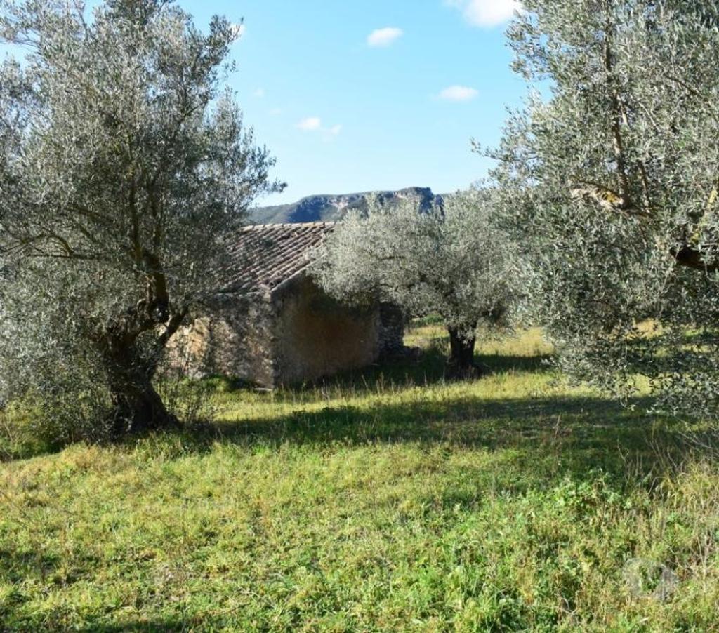 Terrain à vendre Espagne - Photos Vivastreet terrain d'oliviers de 17.597 m2 avec maisonette de 24 m2