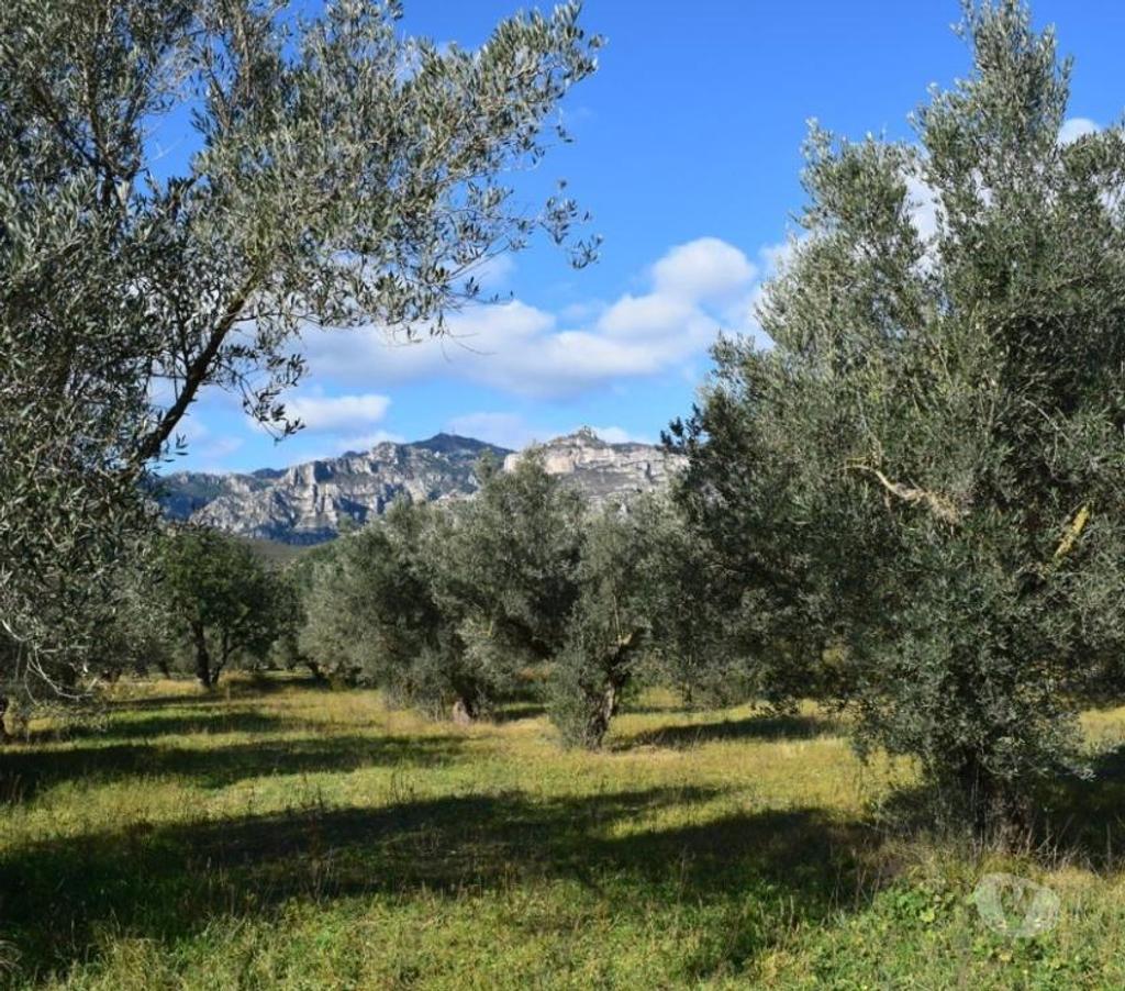 Terrain à vendre Espagne - Photos Vivastreet terrain d'oliviers de 17.597 m2 avec maisonette de 24 m2
