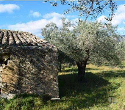 Vente Terrain - Photos Vivastreet terrain d'oliviers de 17.597 m2 avec maisonette de 24 m2