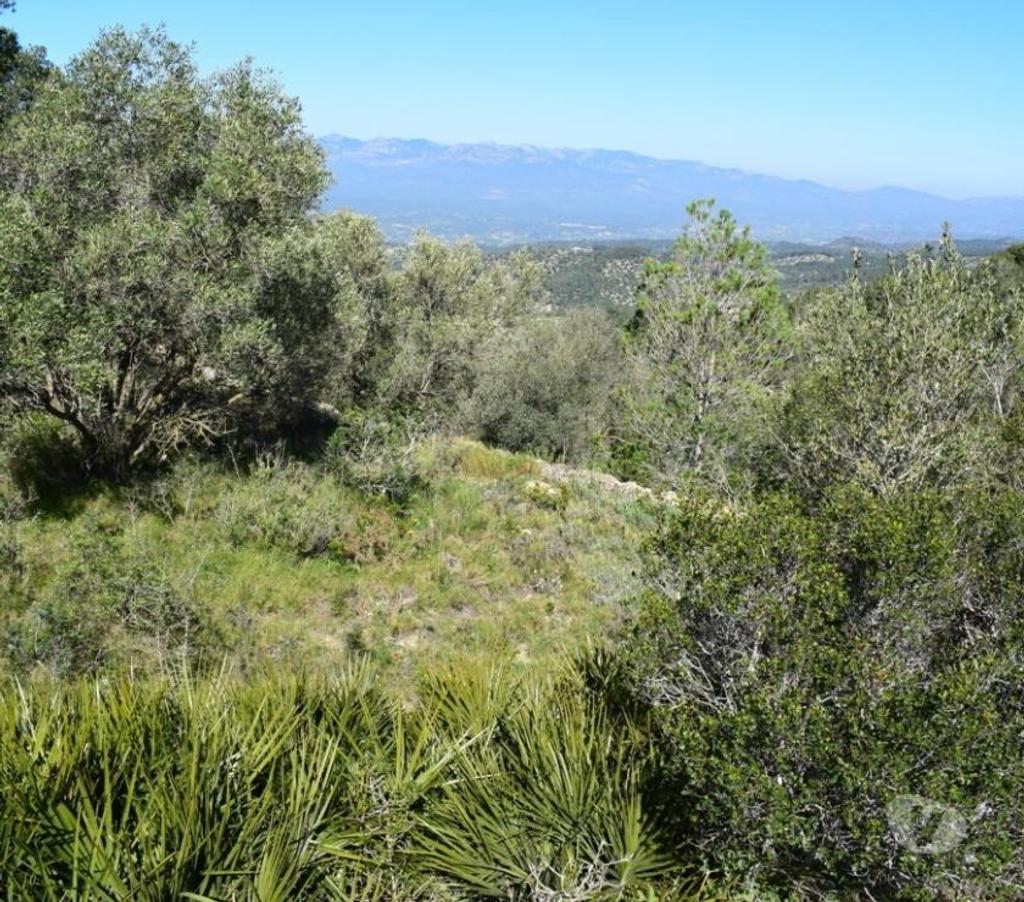 Terrain à vendre Espagne - Photos Vivastreet Terrain de pins et de forêt de 17 000 m2 avec construction