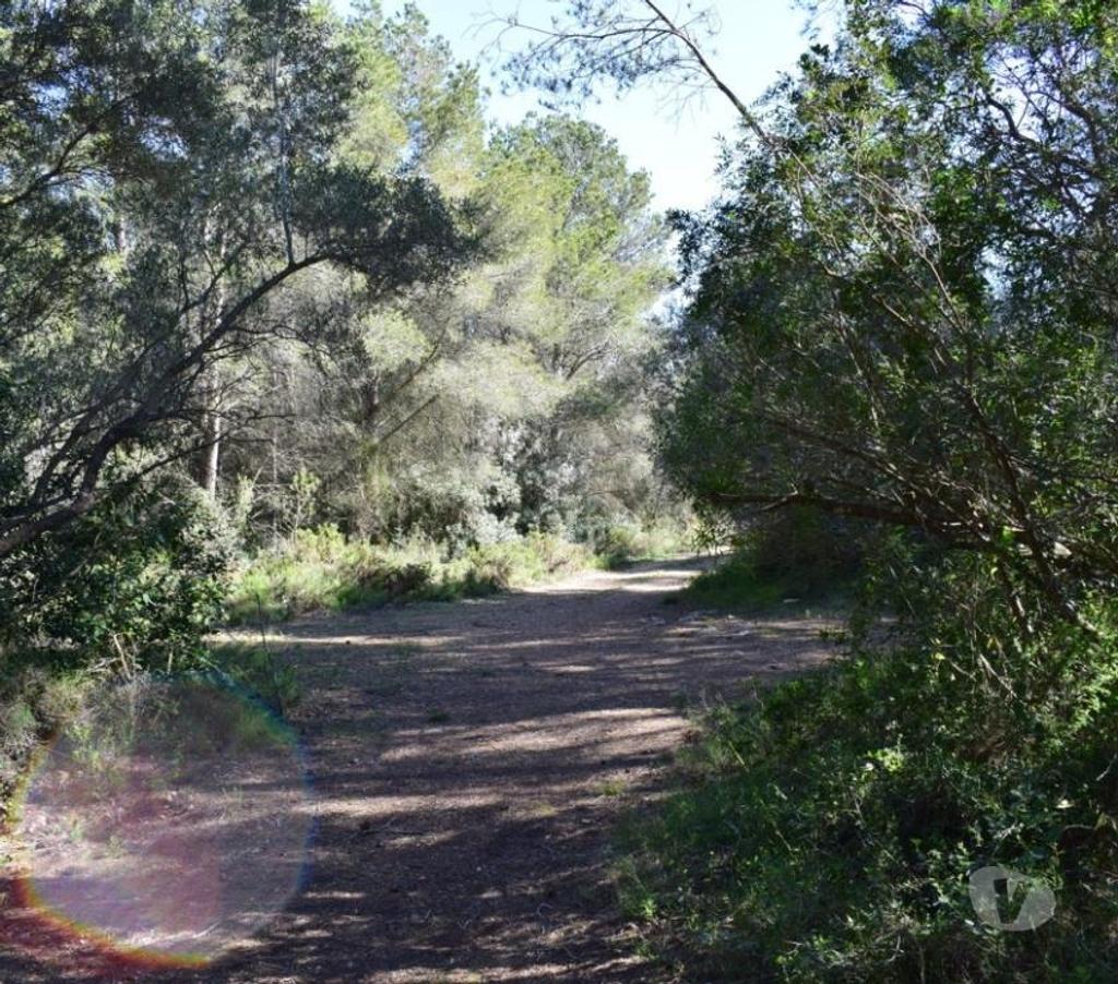 Terrain à vendre Espagne - Photos Vivastreet Terrain de pins et de forêt de 17 000 m2 avec construction