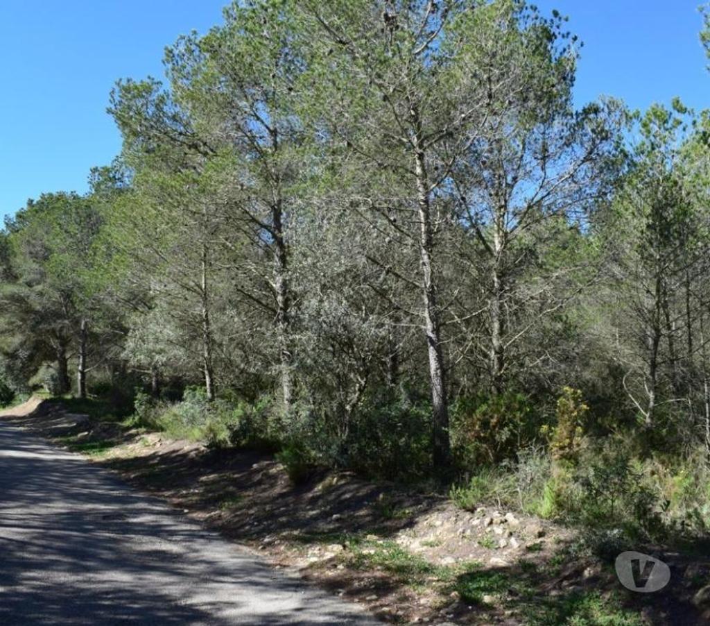 Terrain à vendre Espagne - Photos Vivastreet Terrain de pins et de forêt de 17 000 m2 avec construction