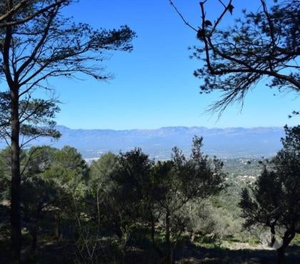 Terrain à vendre - Photos Vivastreet Terrain de pins et de forêt de 17 000 m2 avec construction