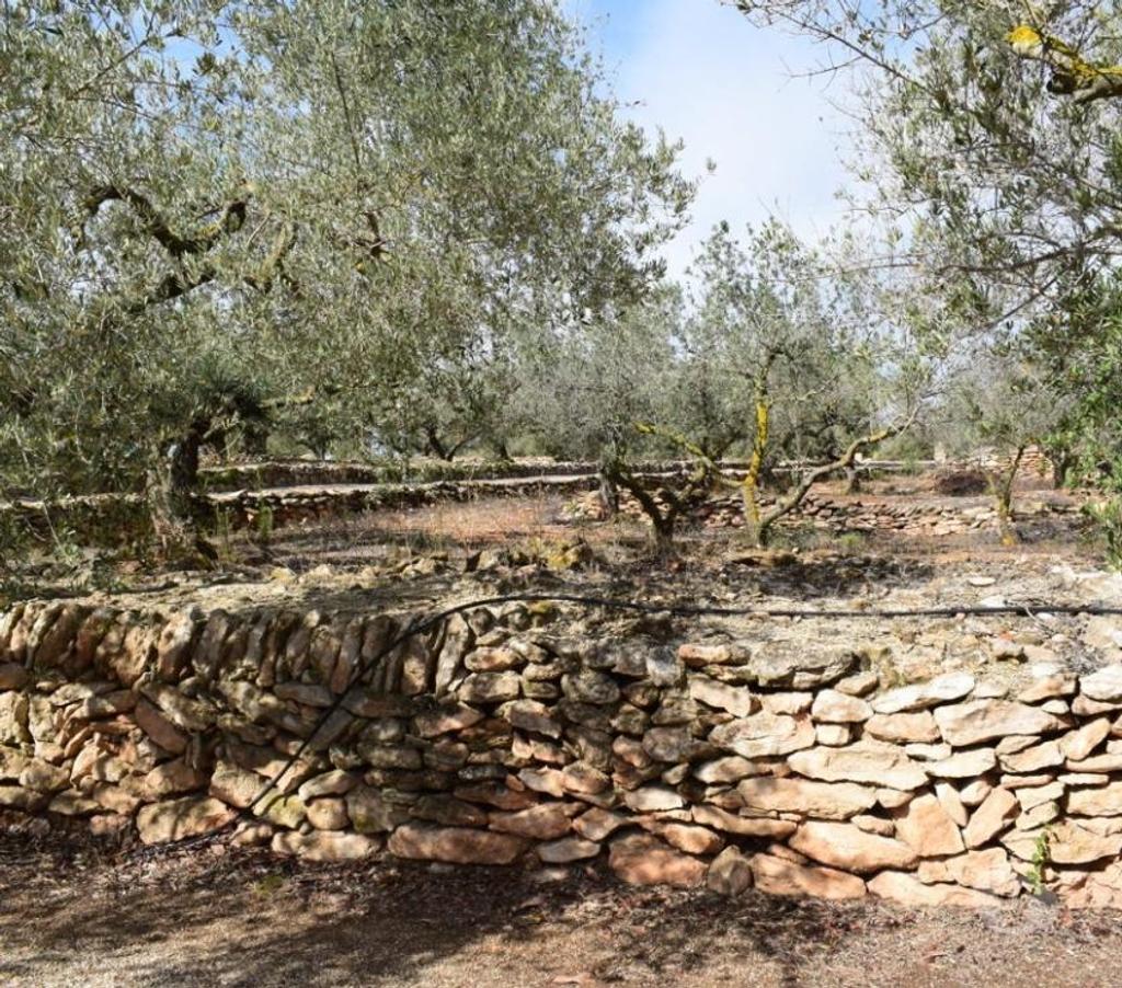 Terrain à vendre Espagne - Photos Vivastreet Terrain d'oliviers de 13 483 m2 et résidence de 72 m2