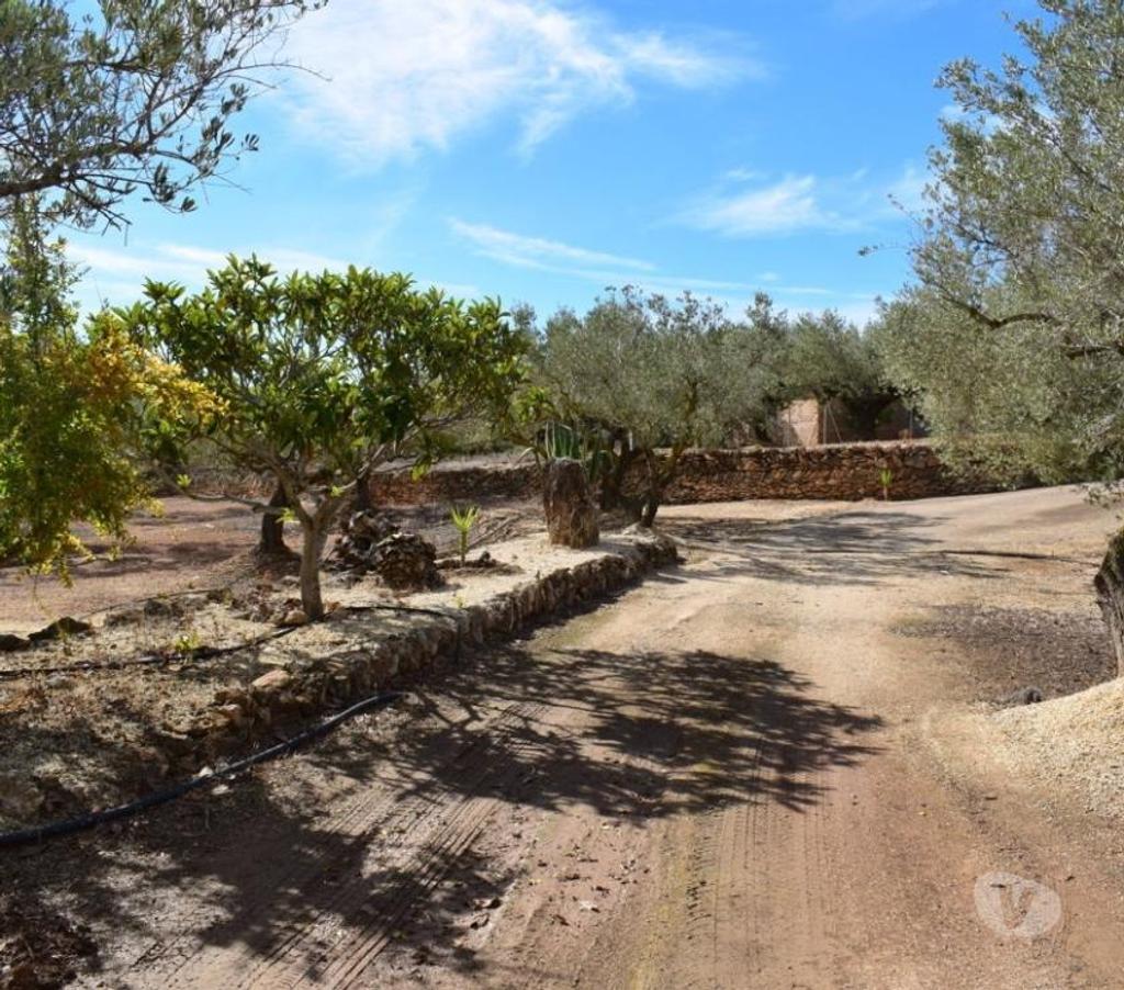 Terrain à vendre Espagne - Photos Vivastreet Terrain d'oliviers de 13 483 m2 et résidence de 72 m2