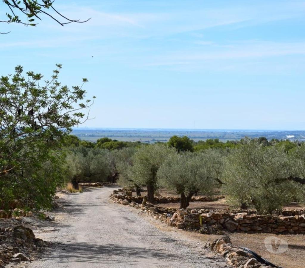 Terrain à vendre Espagne - Photos Vivastreet Terrain d'oliviers de 13 483 m2 et résidence de 72 m2