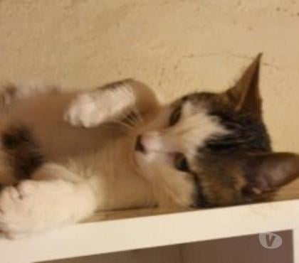 Adoption animaux St Paul Trois Chateaux Drôme - Photos Vivastreet CHOUPCHOUP né en 2023 à l'adoption