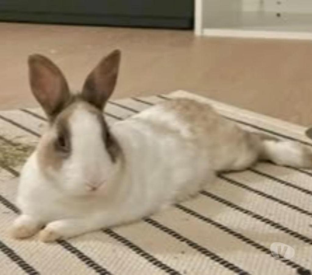 Don animaux Drôme Loriol sur Drome - 26270 - Photos Vivastreet Lapin MOKA à l adoption