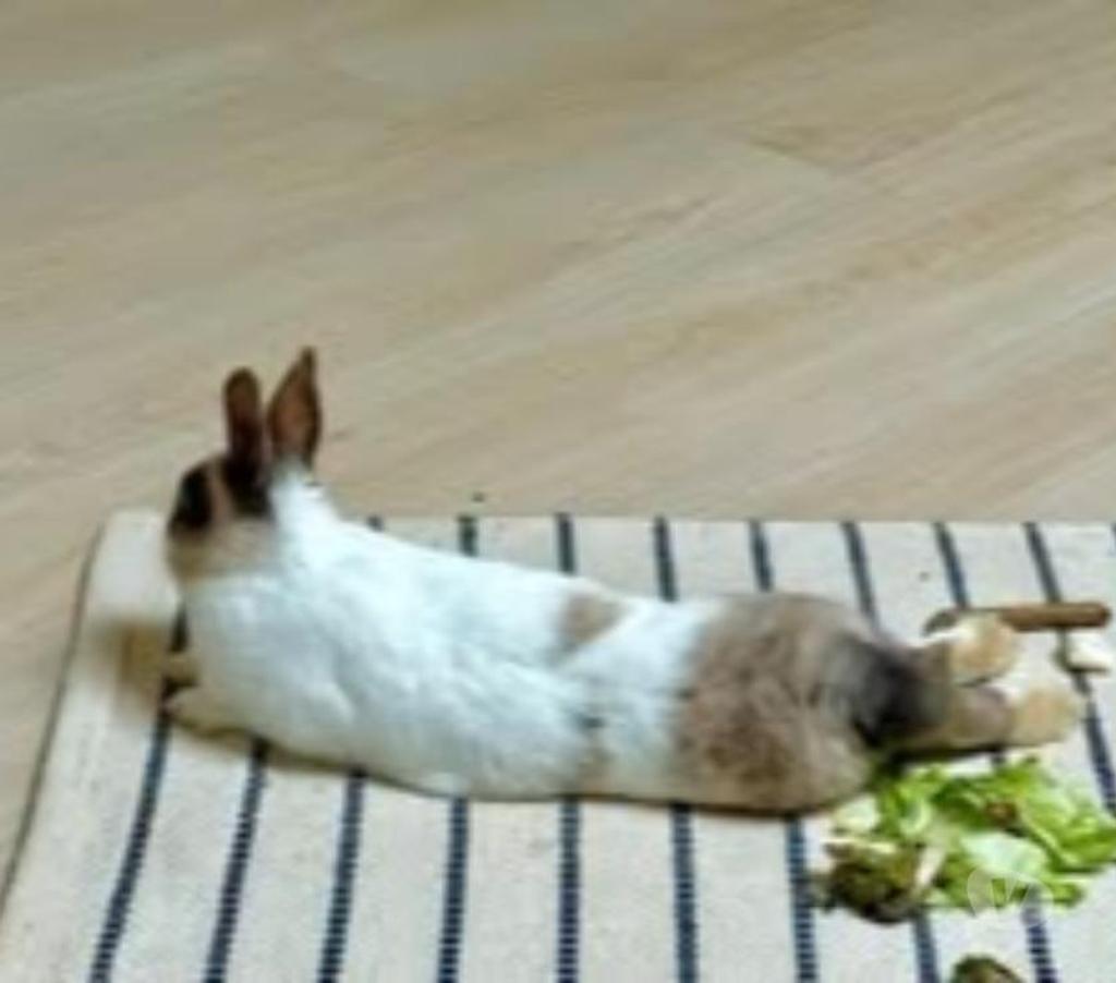 Don animaux Drôme Loriol sur Drome - 26270 - Photos Vivastreet Lapin MOKA à l adoption