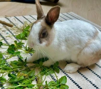 Don animaux Loriol sur Drome Drôme - Photos Vivastreet Lapin MOKA à l adoption