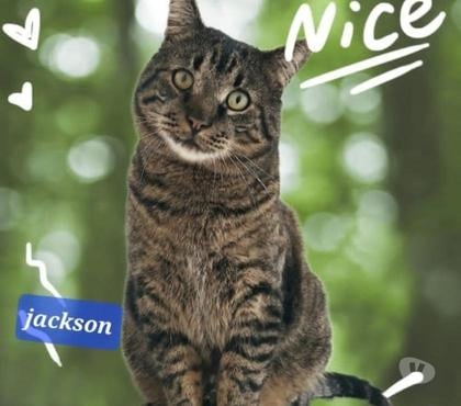Don Romans sur Isere Drôme - Photos Vivastreet Jackson chat male Tigré 3 ans type européen non loof