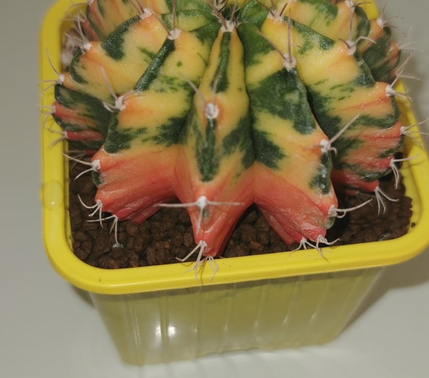 Bricolage - Jardin - Outillage St Apollinaire Côte-d'Or - Photos Vivastreet superbes Gymnocalycium Mihanovichii