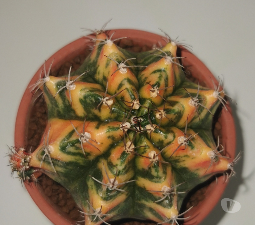 Côte-d'Or St Apollinaire - 21850 - Photos Vivastreet superbes Gymnocalycium Mihanovichii
