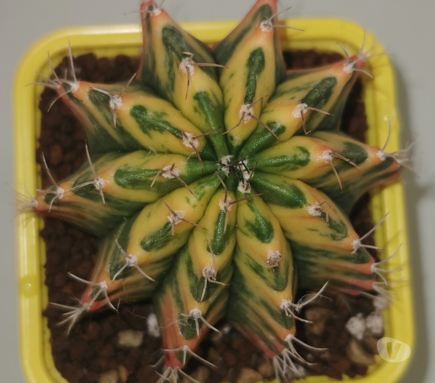 Côte-d'Or St Apollinaire - 21850 - Photos Vivastreet superbes Gymnocalycium Mihanovichii