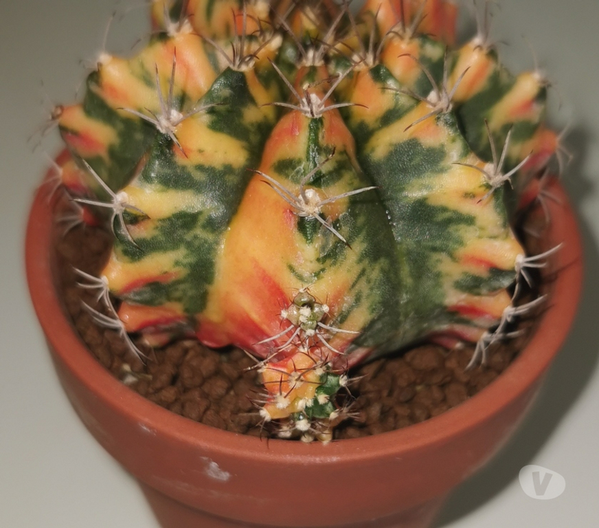 Côte-d'Or St Apollinaire - 21850 - Photos Vivastreet superbes Gymnocalycium Mihanovichii