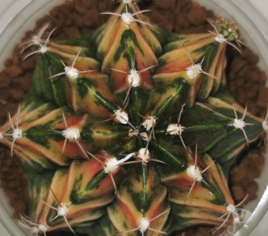 Côte-d'Or St Apollinaire - 21850 - Photos Vivastreet superbes Gymnocalycium Mihanovichii