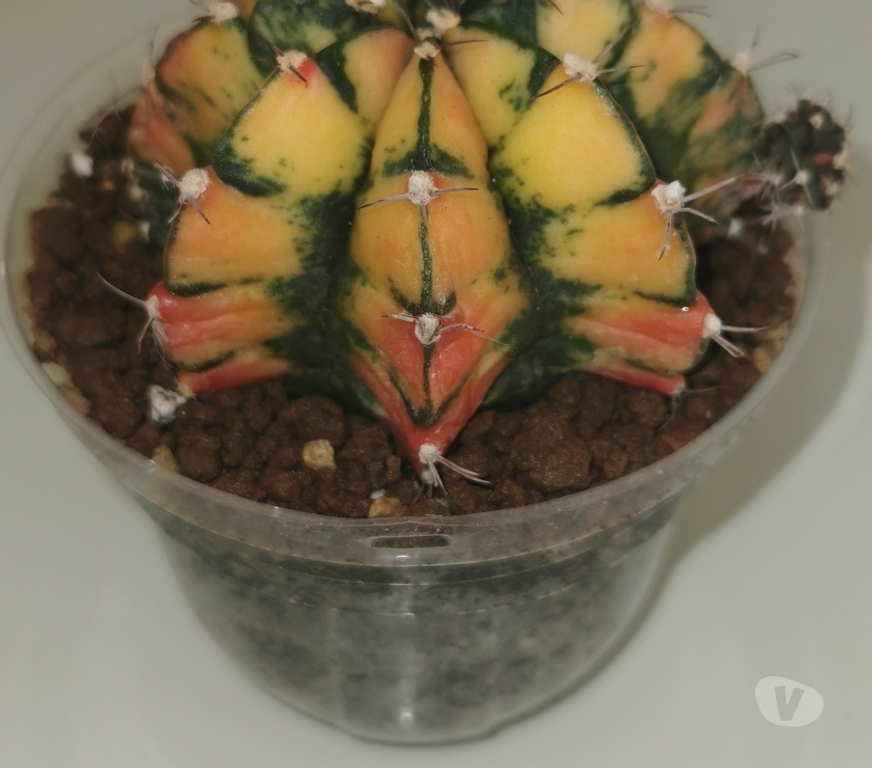 Côte-d'Or St Apollinaire - 21850 - Photos Vivastreet superbes Gymnocalycium Mihanovichii