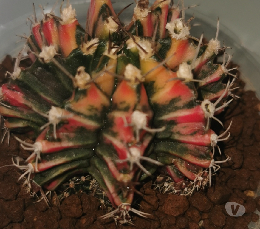 Côte-d'Or St Apollinaire - 21850 - Photos Vivastreet superbes Gymnocalycium Mihanovichii