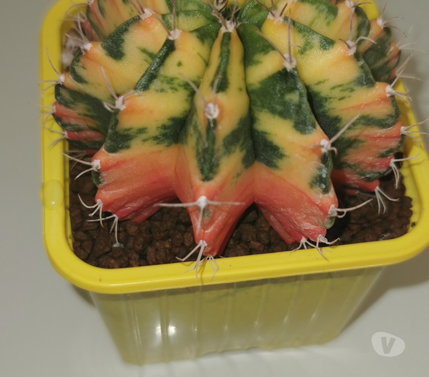 Côte-d'Or St Apollinaire - 21850 - Photos Vivastreet superbes Gymnocalycium Mihanovichii